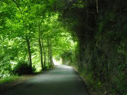 potatura-alberi-lungo-le-strade